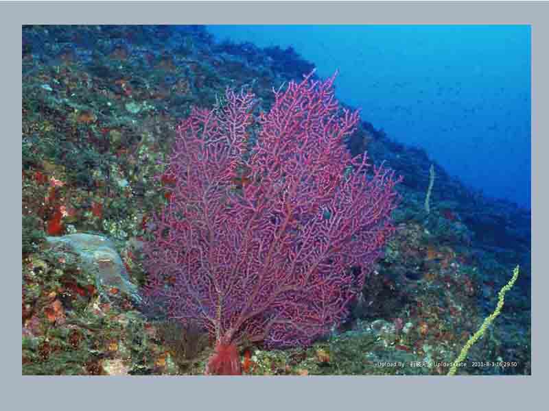 《炉石》打折季开始:登陆免费送金卡!|必一(图2) Bsports必一体育