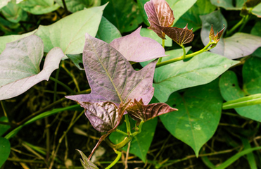 【b体育】
保税支队流动宣传车“走街串巷”为住民送上“防火秘笈”(图1) 必一